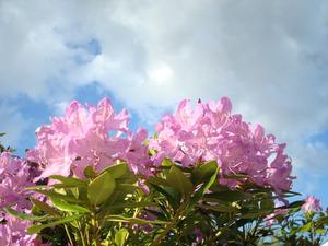Tager Rhododendron Stiklinger