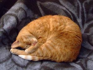Bivirkningerne af Buprenorfin hos katte
