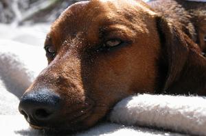 Canine Staph Symptomer
