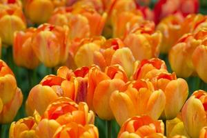 Hvilken tid på året Do du plante tulipanløg?