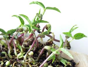 Livscyklus Bean Plant for First Grade
