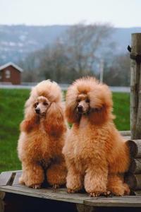 Grooming stilarter for en abrikos puddelhund