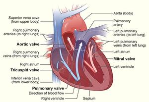 Symptomer på en utæt hjerteklap