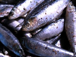 Sådan Fillet friske sardiner