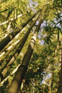 Hvorfor Er en bambus plante bliver gule og dør?