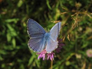 Fakta om den vestlige pygmæ blå sommerfugl