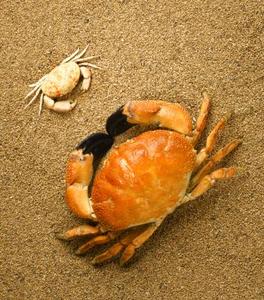 Hvordan til at fange krabber uden en krabbe fælde