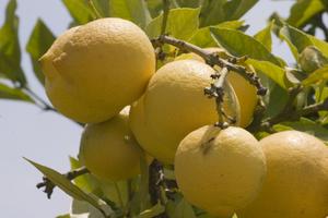 Olie spray til citrustræer