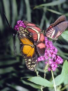 Den Buddleia davidii Bicolor Butterfly Bush
