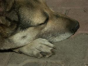 Hvad er årsagerne til hunde sover for meget?