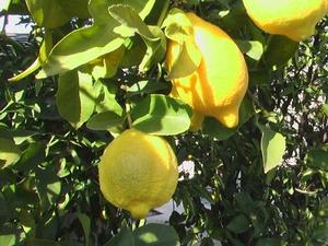 Organisk gødning til citrustræer