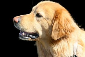 Limbiske Epilepsi hos hunde