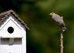 Hvor langt fra hinanden, bør Bluebird huse være?