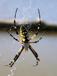 Typer af Spiders Fundet i Georgien