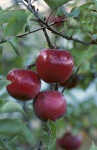 Sådan genkender Apple Tree Skadedyr