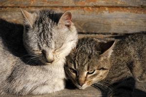 Katte og kemoterapi for lymfom