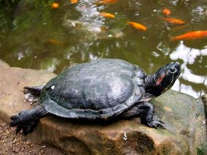 Hvordan til at fange skildpadder i en dam