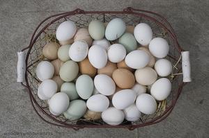 Køleskab holdbarhed kogte æg udenfor kogt æg