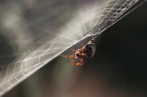Hjem retsmidler til at frastøde edderkopper