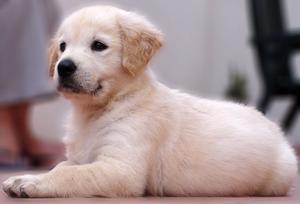 Hvad er de behandlinger af Canine Ring Worm?