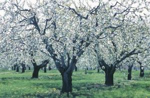Hvidt skum på Apple Trees