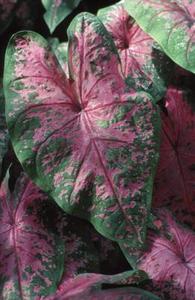 Tropical Pink Leaf Planter