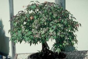 Sådan at genoplive et bonsai-træ med brune blade