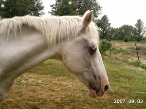 Hvad er de behandlinger af hest sukkerærter?
