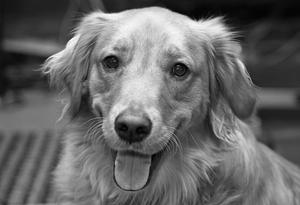 Nødvendig certificering for service Hundetræning for hospitalsbesøg