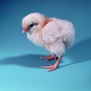 Typer af baby kyllinger
