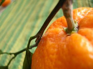 Hvad er et pesticid og fungicid spray til citrustræer?