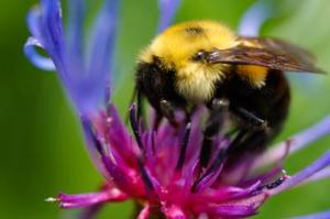 Bumble Bee sorter