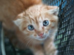 Hvorfor er katte Jaloux nyfødtes?