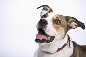 Hvordan til at behandle kongestiv hjerteinsufficiens hos hunde