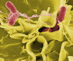 Hvordan virker Salmonella Typhimurium Spread?