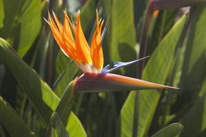 Populære Tropiske blomster