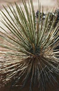Skulle Yucca planter i solen eller skyggen?