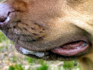 Hvorfor har hunde fråde om munden?