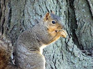Hvordan man kan stoppe egern fra at spise fuglefrø