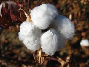 Hvordan er Cotton omdannet Fabric?