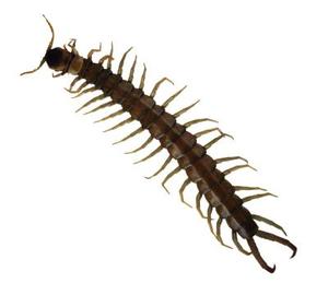 Hvordan at slippe af Centipedes i swimmingpool