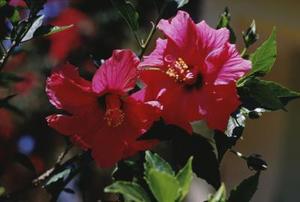Sådan Plant Hawaiian Flower Tree