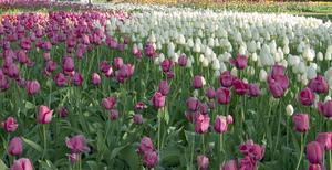 Hvor langt fra hinanden Do jeg Plant tulipanløg?