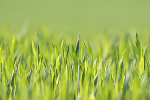 Hvad Væsker Hjælp Grass vokse hurtigere?