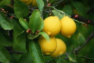 Gall behandling for Lemon Trees