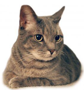 Kattefoder til katte med nyresvigt