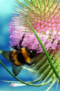 Bumble Bee sorter