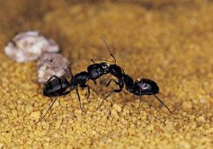 Hvad er Giant sorte myrer med vinger?