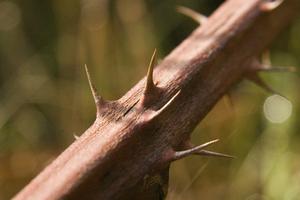 Hvordan man kan slippe af vilde brombær Vines