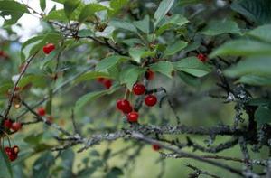 Sådan genkender Spiselige Berry Træer i Pennsylvania
